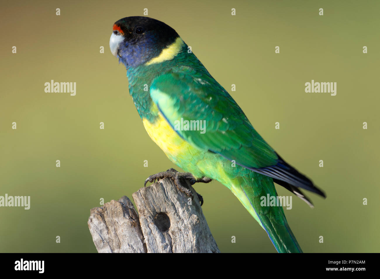 Anello australiano collo pappagallo seduto sul recinto postside sul ritratto western australia australia Foto Stock