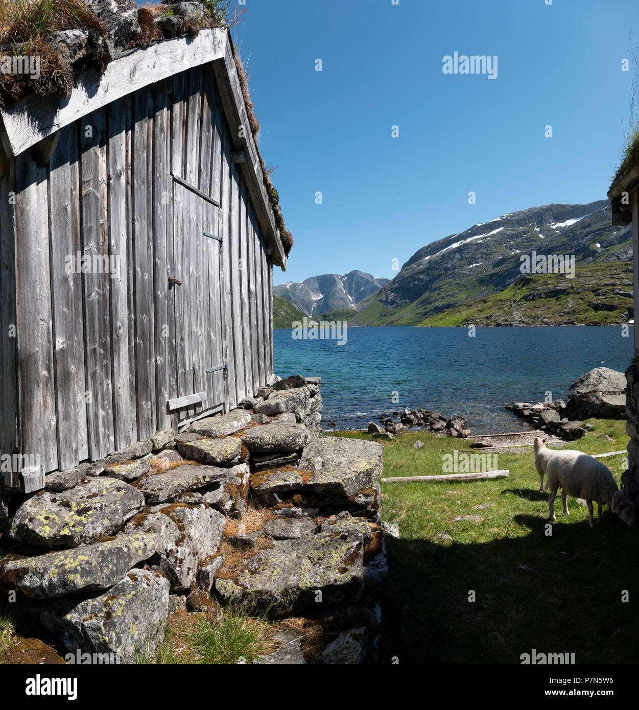 Vecchio tappeto erboso norvegese capanna del tetto sulle alte brughiere sopra Sognefjord a Gaularfjellet, Norvegia. Foto Stock