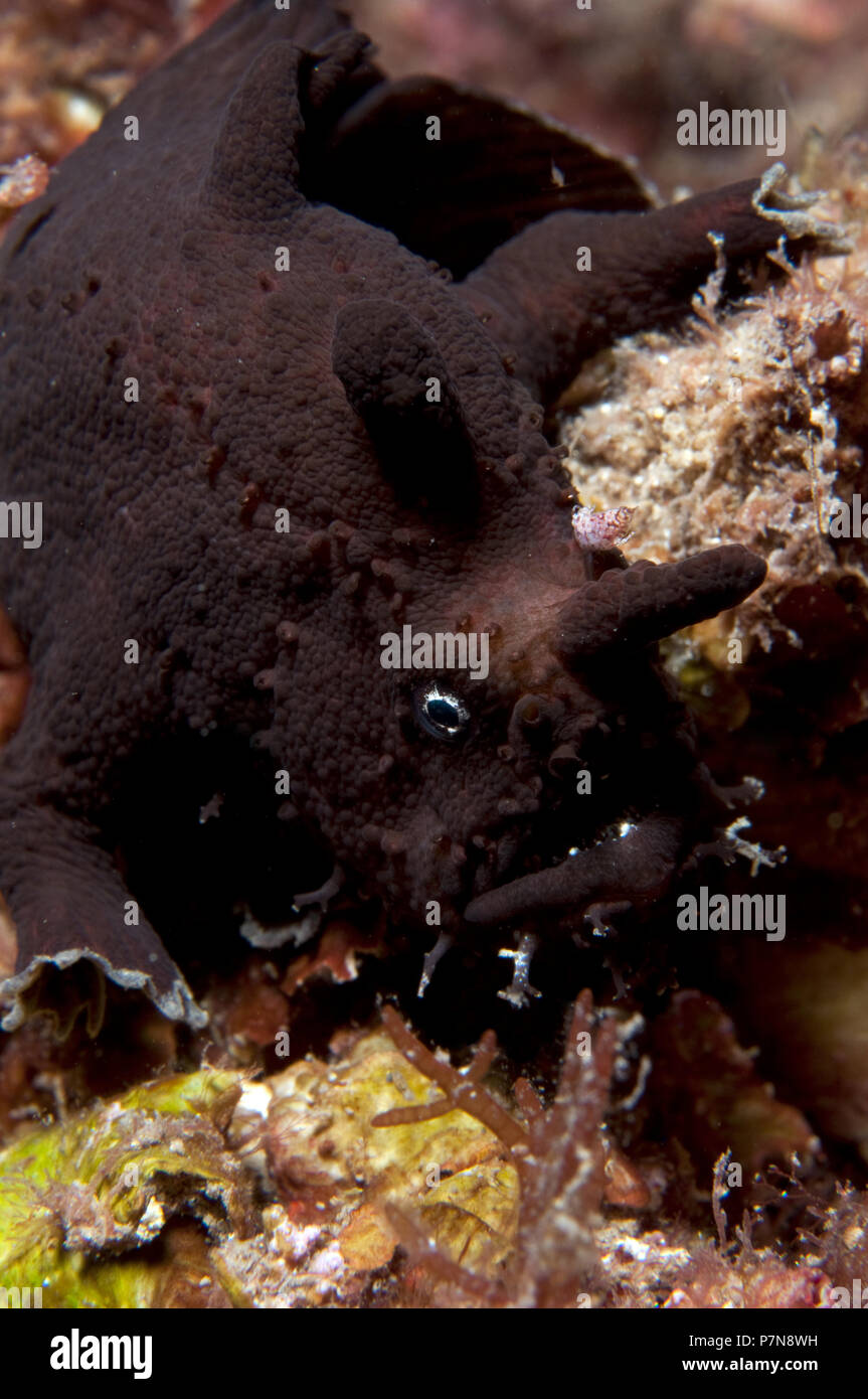 Bianco macchiato la rana pescatrice, Phyloprene scortea, Edithburgh Jetty immersione notturna, Yorke Peninsula, Sud Australia. Foto Stock