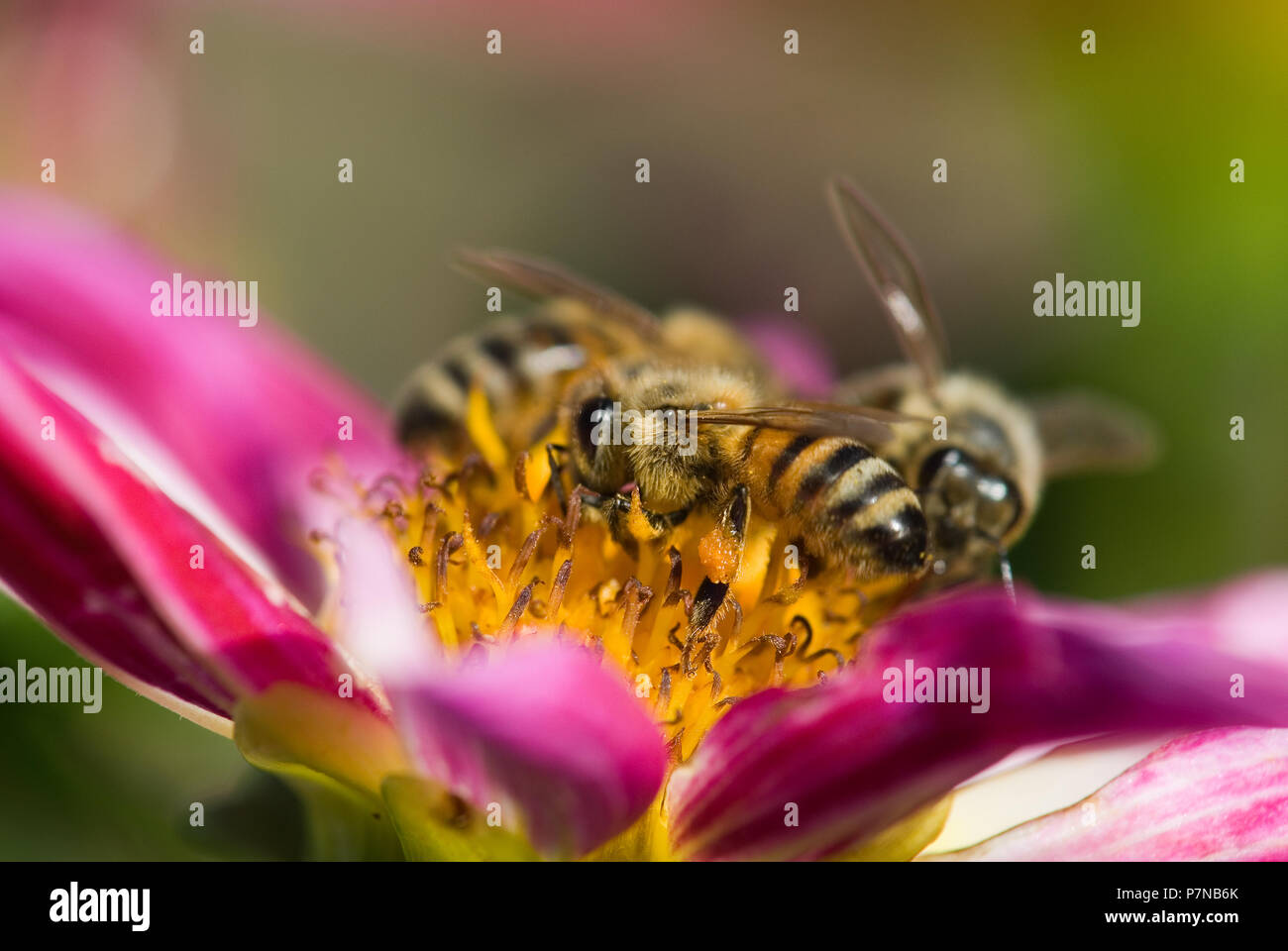 Le api in rosa Fiore Dahlia, Sud Australia Foto Stock
