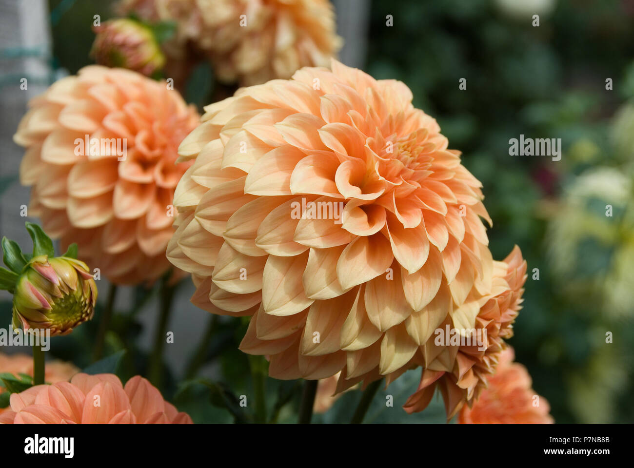 Arancio fiori dalia, Sud Australia Foto Stock
