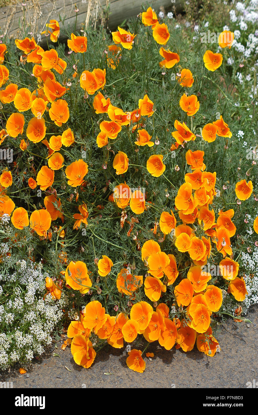 Eschscholzia californica (California papavero, golden papavero, California la luce solare, coppa d'oro) Foto Stock