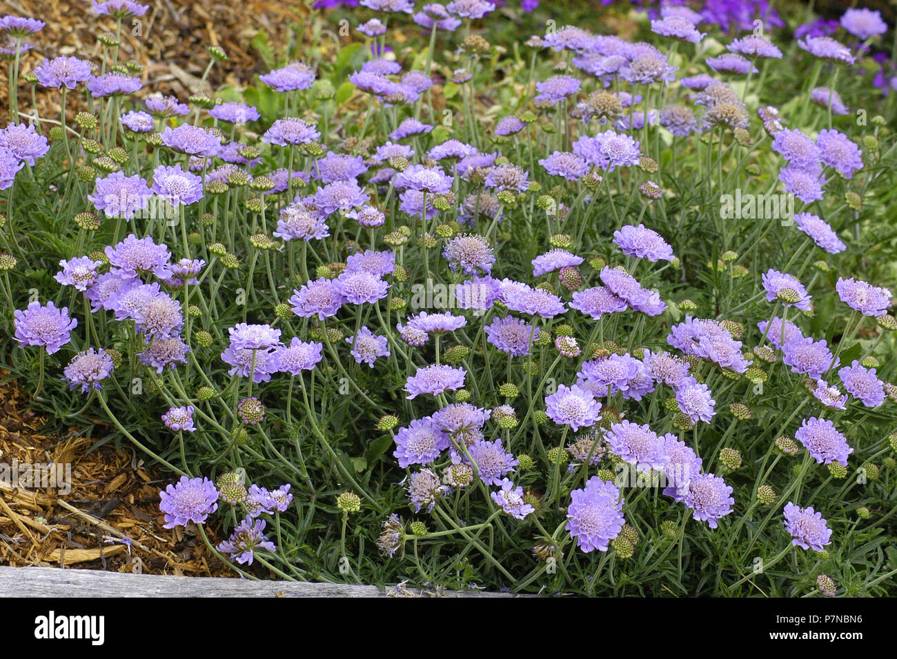 Puntaspilli fiori (Scabiosa triandra) Nuovo Galles del Sud, Australia Foto Stock
