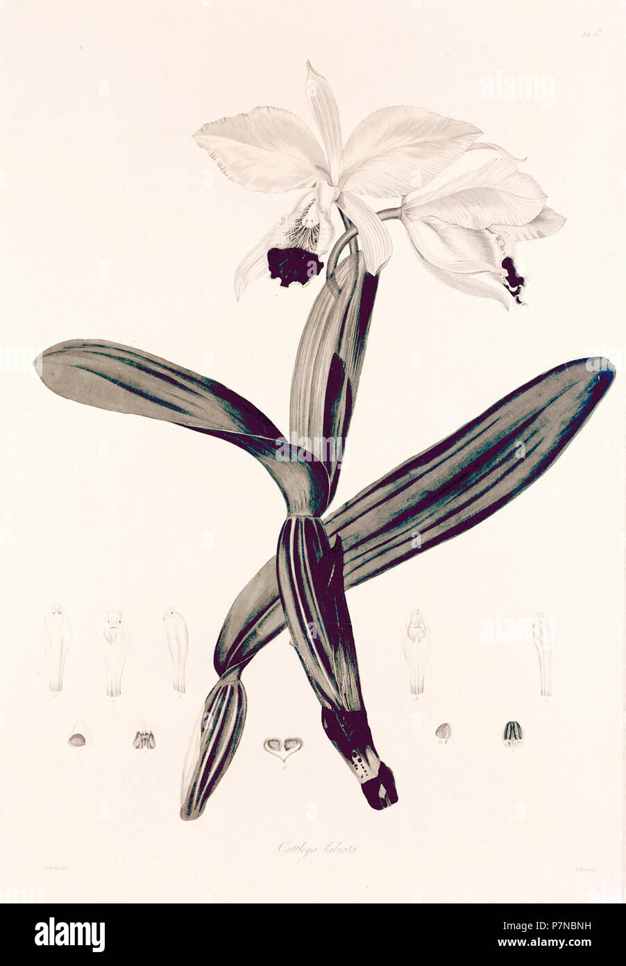 33 Cattleya labiata - John Lindley - Collectanea botanica (1821). Foto Stock