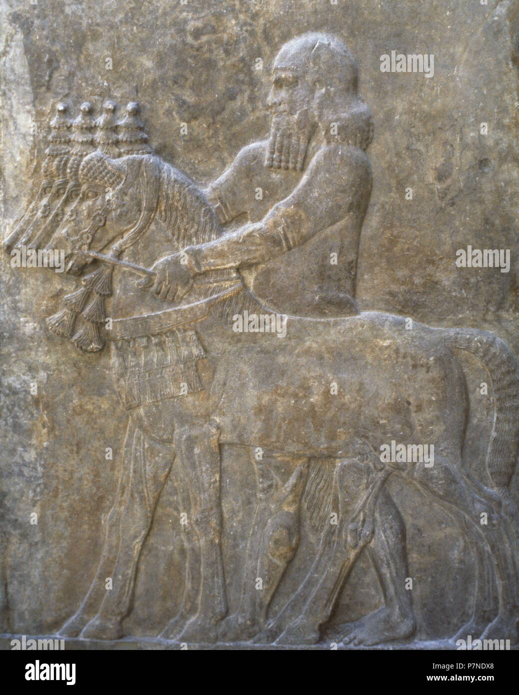 Servo la cura dei cavalli. Viii secolo A.C. Sollievo. Palazzo di Sargon II di Assiria. Khorsabad, Iraq. Il museo del Louvre. Parigi, Francia. Foto Stock