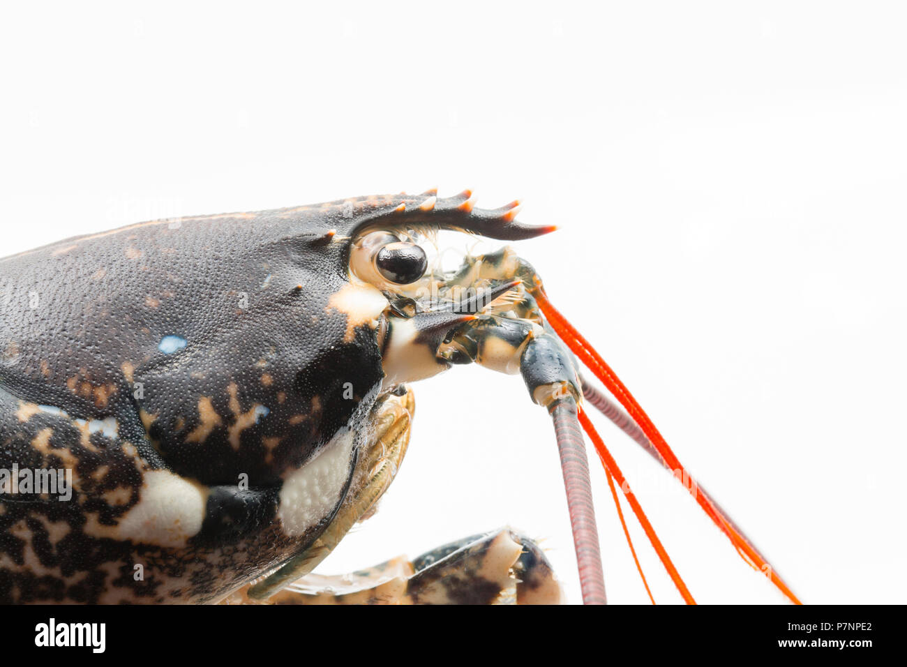Il profilo laterale di una aragosta cruda, Homarus gammarus, dal canale in lingua inglese che è stato catturato in un lobster pot. Il Dorset England Regno Unito GB Foto Stock