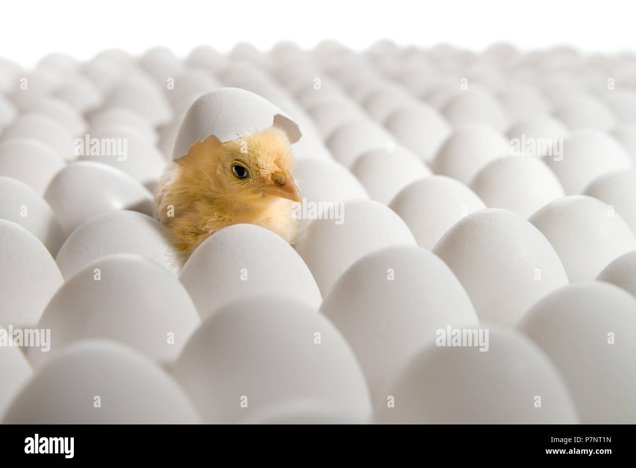 Un pollo giallo annidato su molti hen's-uova, su sfondo bianco, isolato Foto Stock