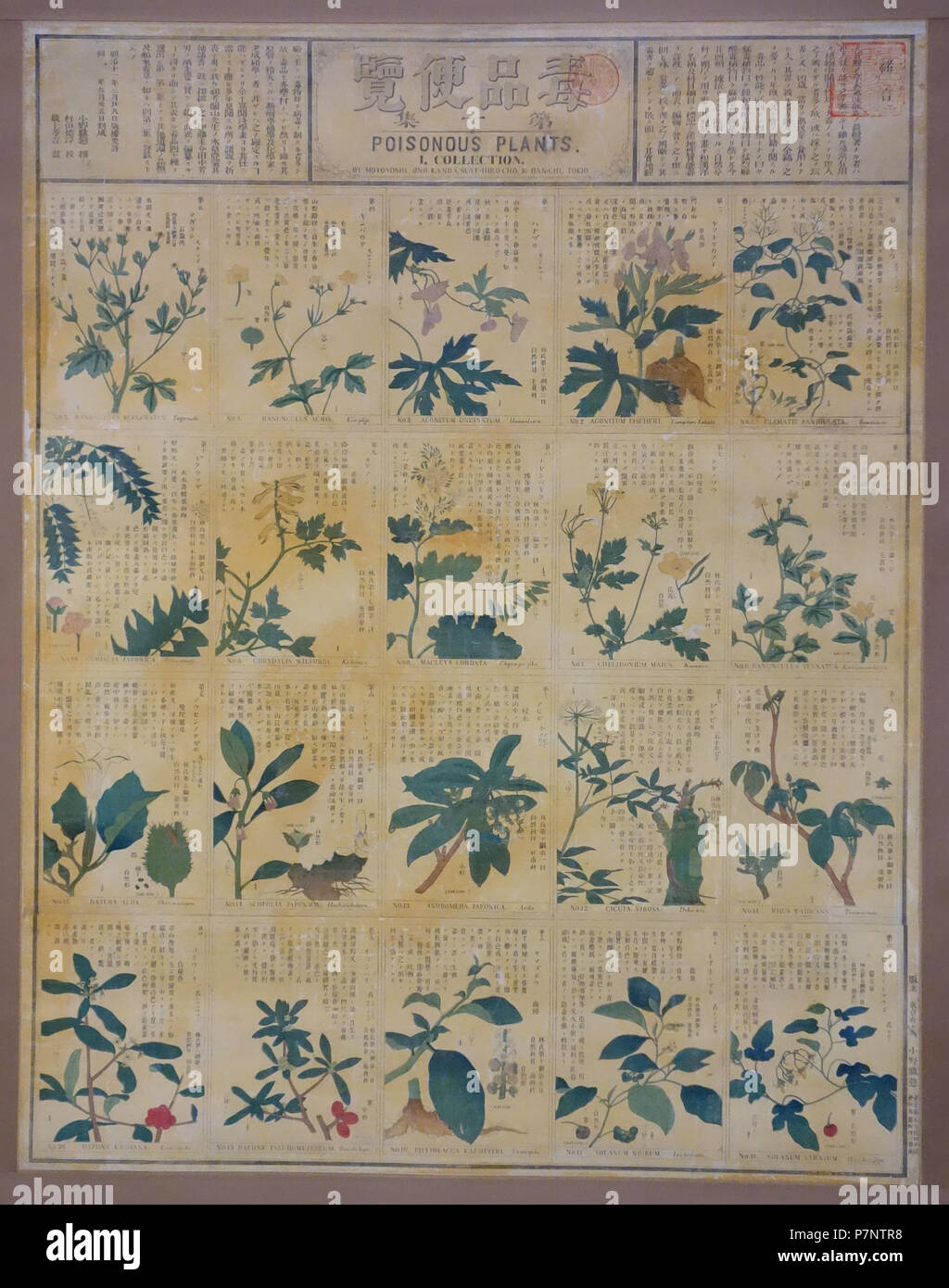Inglese: presentano nel Museo Nazionale di Tokyo, Tokyo, Giappone. Questa illustrazione è vecchio abbastanza per fare in modo che esso sia in . Il 2 settembre 2013, 22:50:32 89 Diagramma delle piante velenose, Vol. 1, selezionato da Ono Motoyoshi, testo di Mogami Kokichi, 1878, il colore stampato su carta - Museo Nazionale di Tokyo - DSC05537 Foto Stock