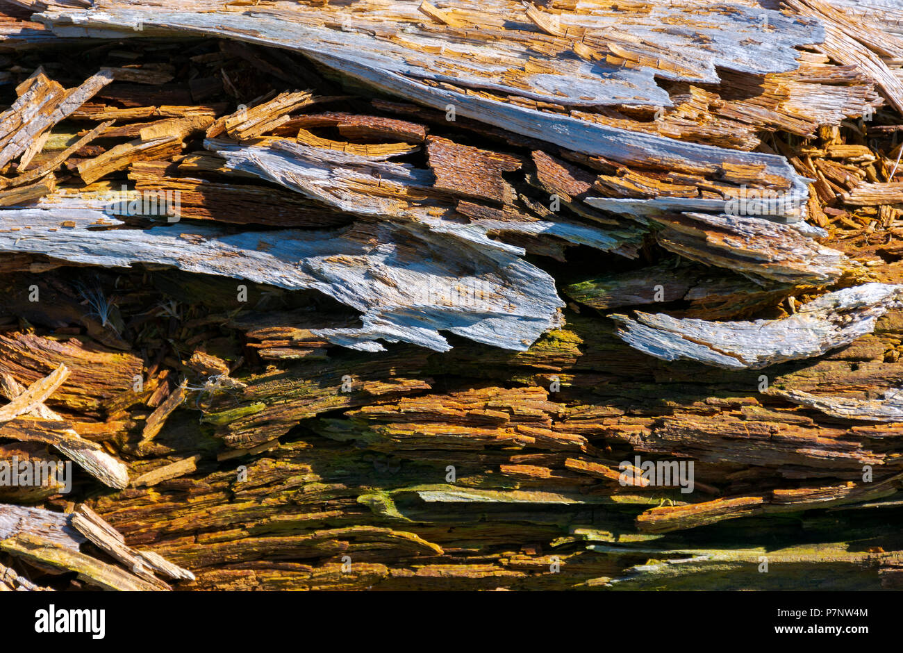 Texture di legno moldering log. Vecchio grungy e stagionato in legno marrone sfondo di superficie Foto Stock