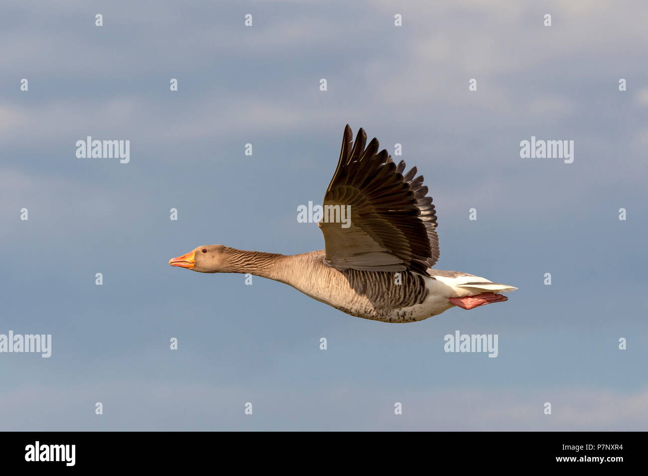 Graylag goose (Anser anser) in volo di fronte al cielo, Vorarlberg, Austria Foto Stock