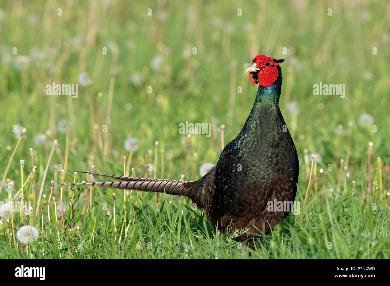 Fagiano (Phasianus colchicus), maschio in piedi in un prato, straordinaria piume scure, Burgenland, Austria Foto Stock