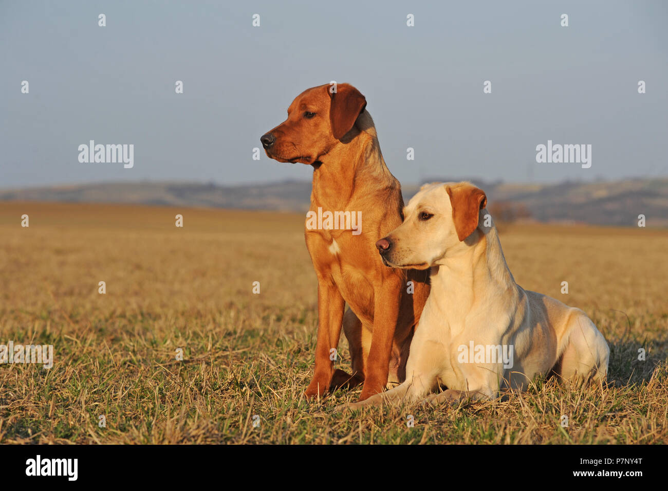 Il Labrador retriever giallo, due uomini seduti accanto a ogni altro in Prato Foto Stock