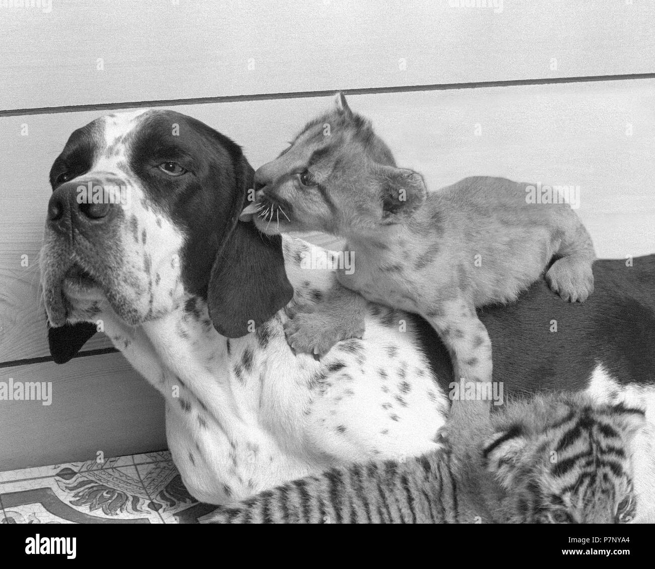 Little Lion di coccole con il cane, lecca orecchio, Inghilterra, Gran Bretagna Foto Stock