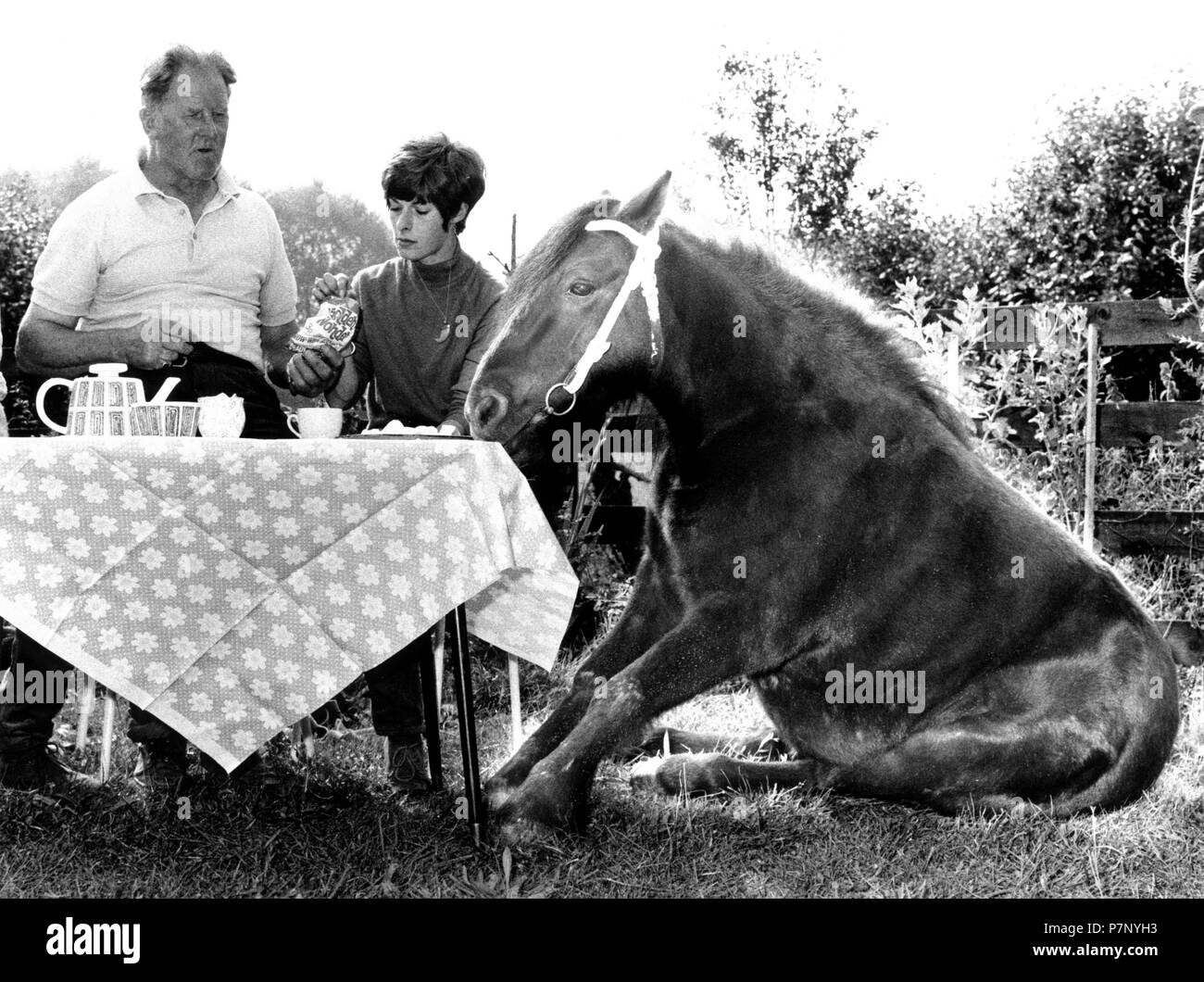 Cavallo si siede con la famiglia a set table, l uomo e la donna, Inghilterra, Gran Bretagna Foto Stock