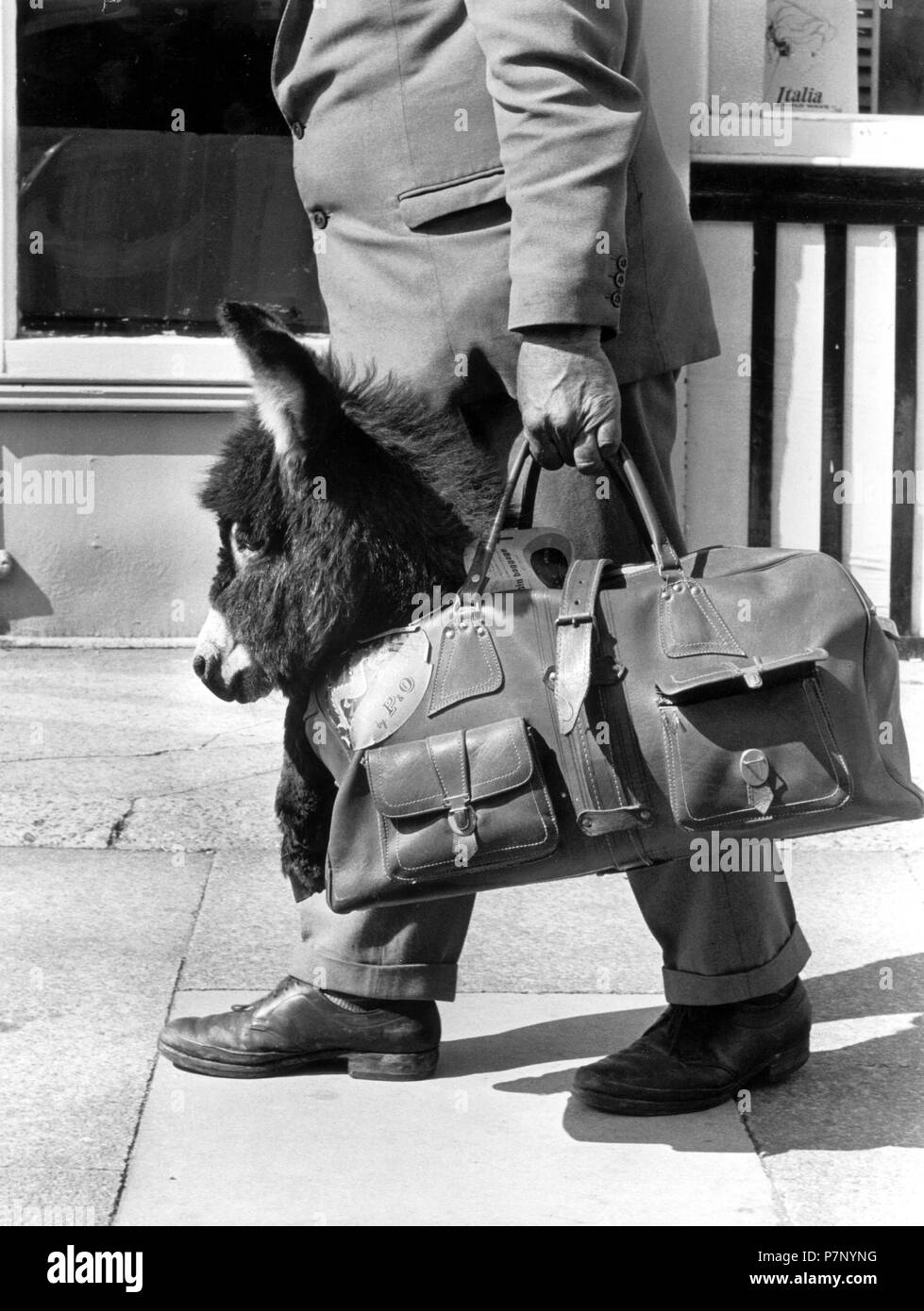 L'uomo porta un piccolo asino nella sua borsa, vista parziale, Inghilterra, Gran Bretagna Foto Stock