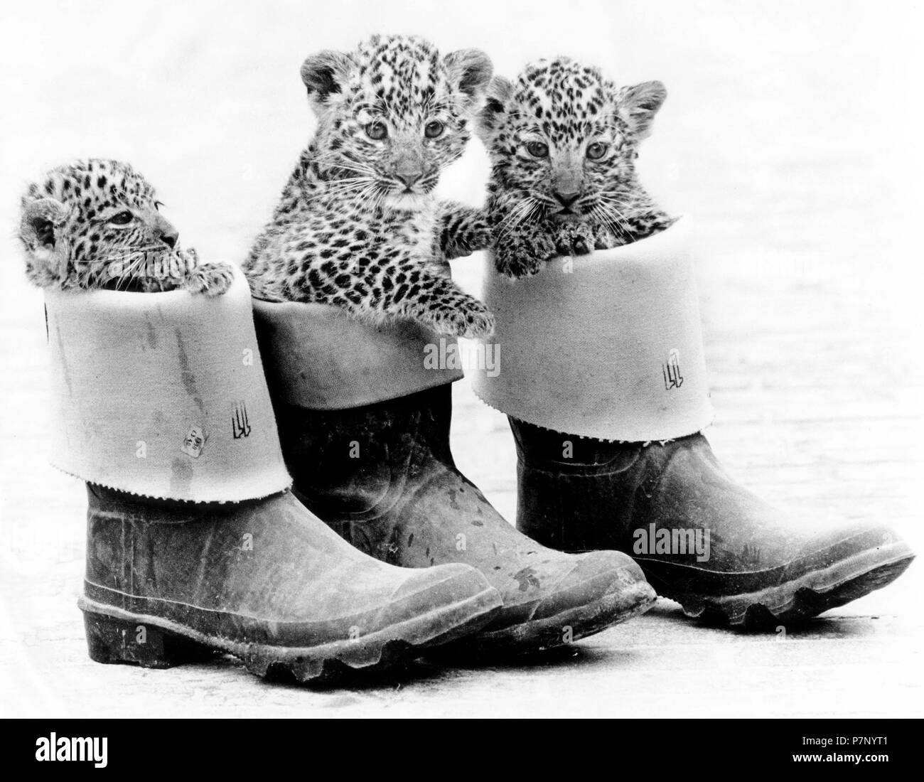 Poco leopardi in stivali di gomma, Inghilterra, Gran Bretagna Foto Stock