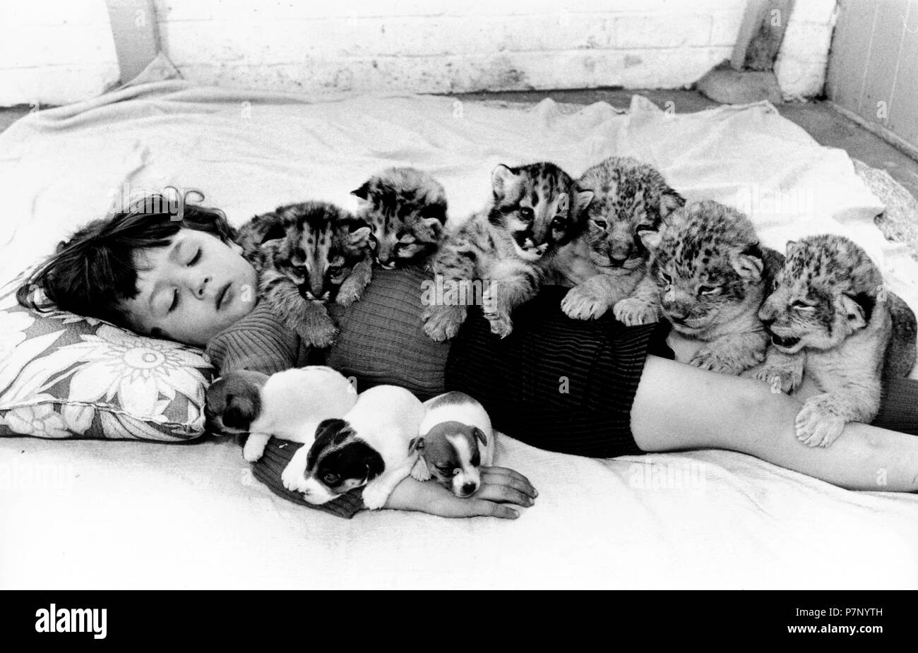 Piccoli predatori di gatti e Jack Russel Terrier cuddling con un ragazzo, Inghilterra, Gran Bretagna Foto Stock