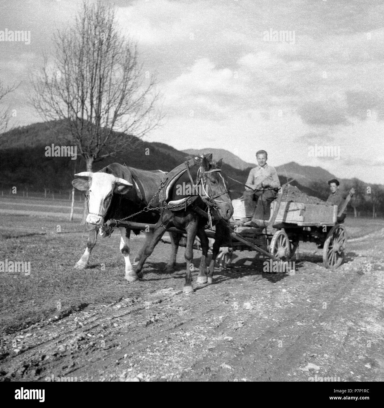 Gli uomini alla guida di una Carrozza con Cavallo sollecitata e la mucca, intorno al 1950, vicino a Freiburg, Germania Foto Stock