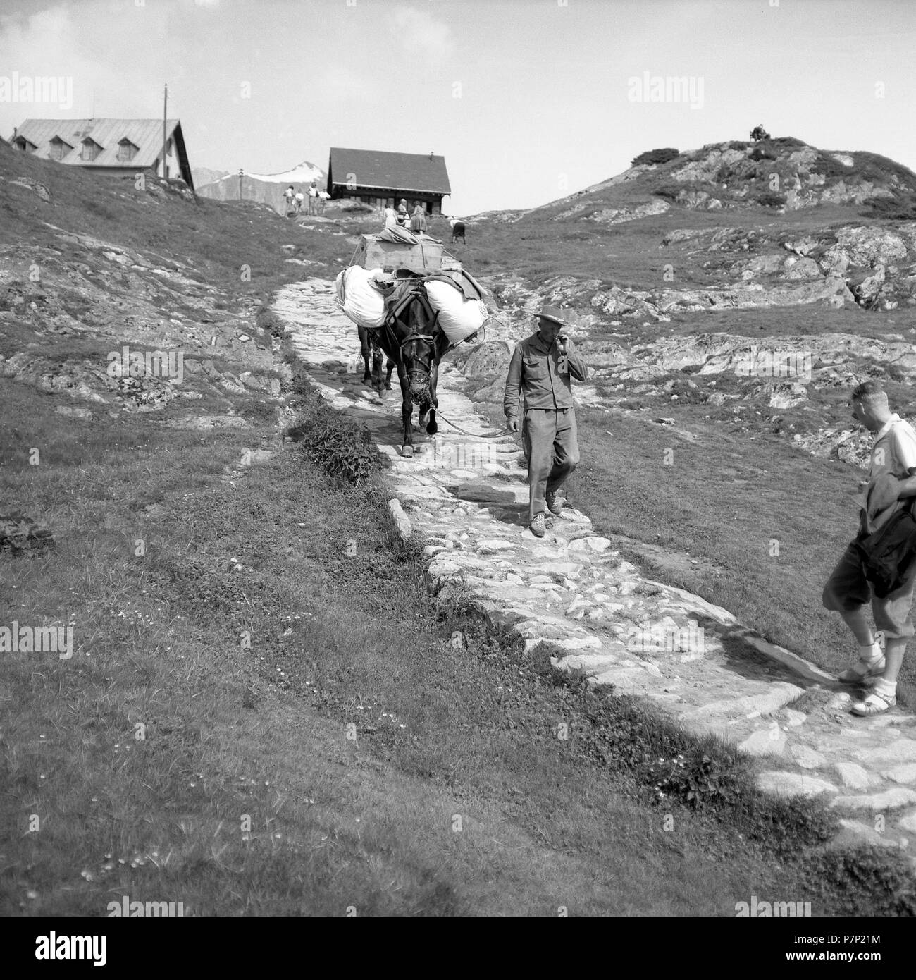 L'uomo conduce una pietra in discesa del percorso completamente imballato asino di un pascolo alpino, ca. 1950, Svizzera Foto Stock