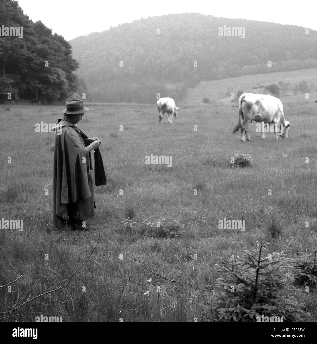 Pastore con mucche sul modo su campi, ca. Da 1945 a 1955, vicino a Freiburg, Germania Foto Stock