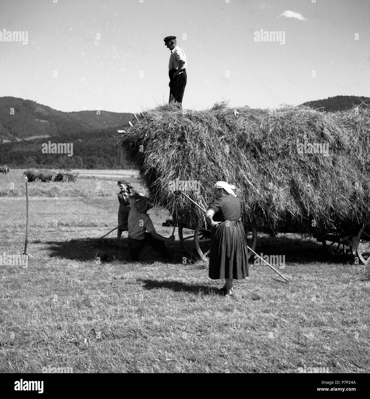 Donne sweep di fieno e agricoltore sorge sul carrello di fieno, ca. Da 1945 a 1955, vicino a Freiburg, Germania Foto Stock