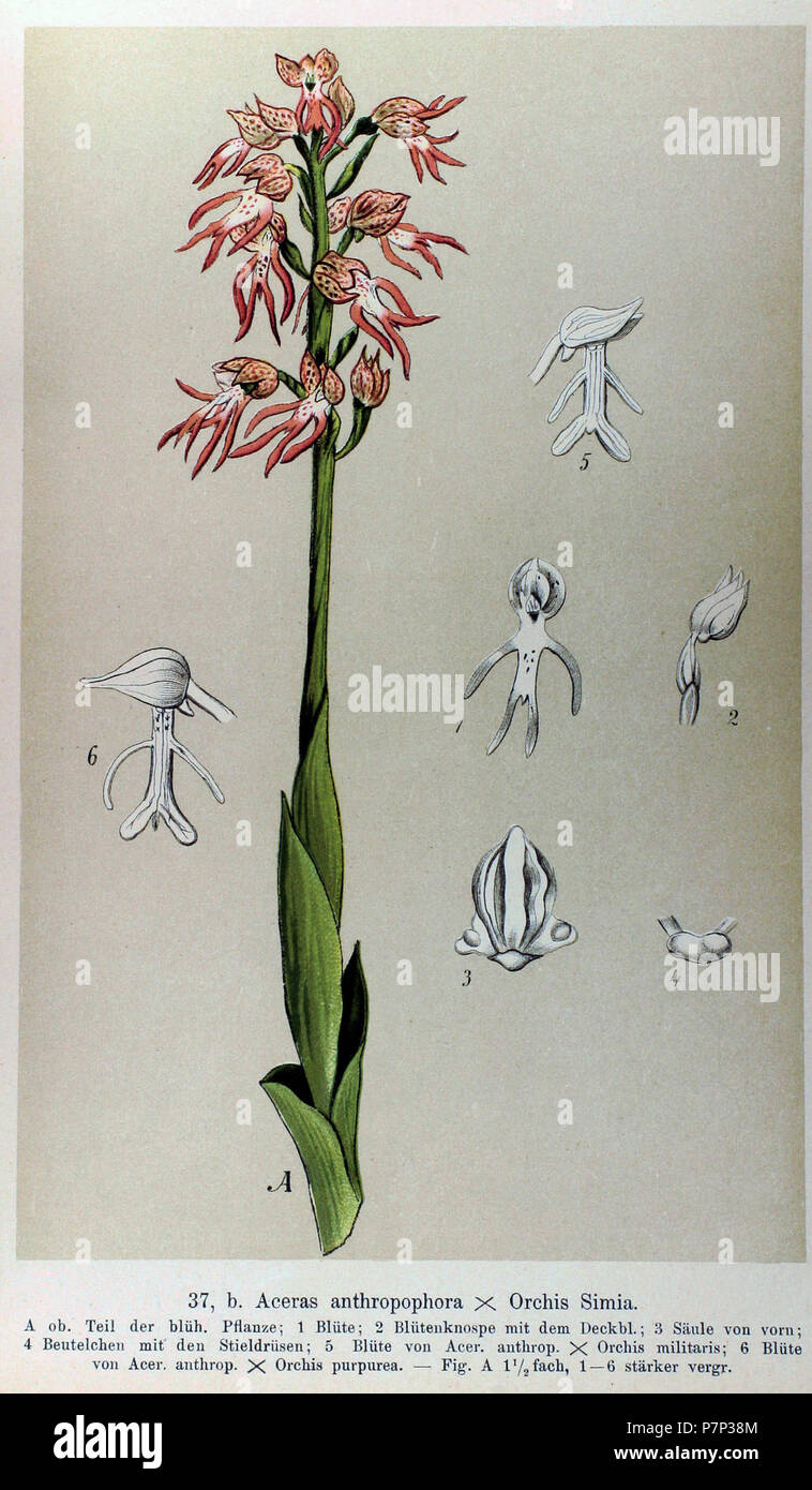 263 Max Schulze - Die Orchidaceen Deutschlands, Deutsch-Oesterreichs und der Schweiz (1894) 37b - Orchis × bergonii Foto Stock