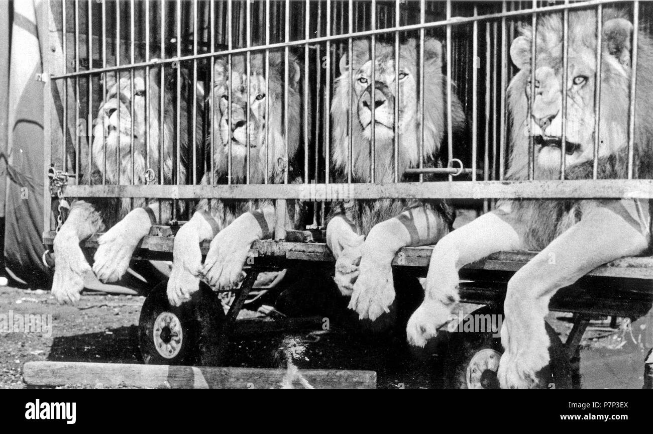 Quattro leoni nella gabbia di un circo, crudeltà nei confronti degli animali, ca. 1950, esatto luogo sconosciuto, Cuba, dei Caraibi e America centrale Foto Stock