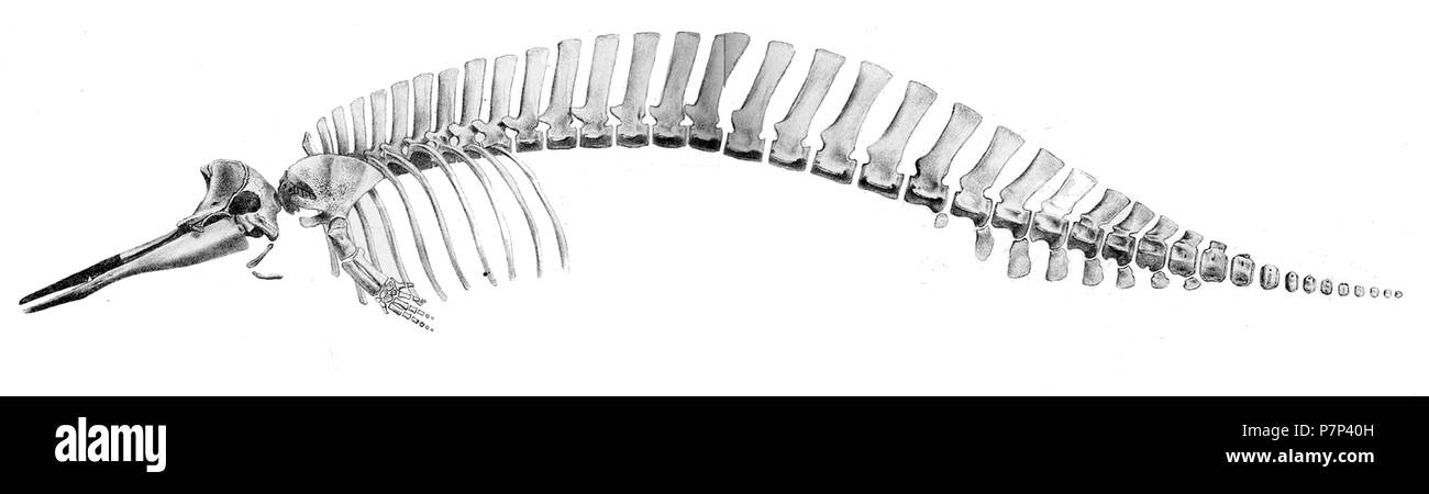 Mesoplodon grayi . 1885 266 Mesoplodon grayi Foto Stock