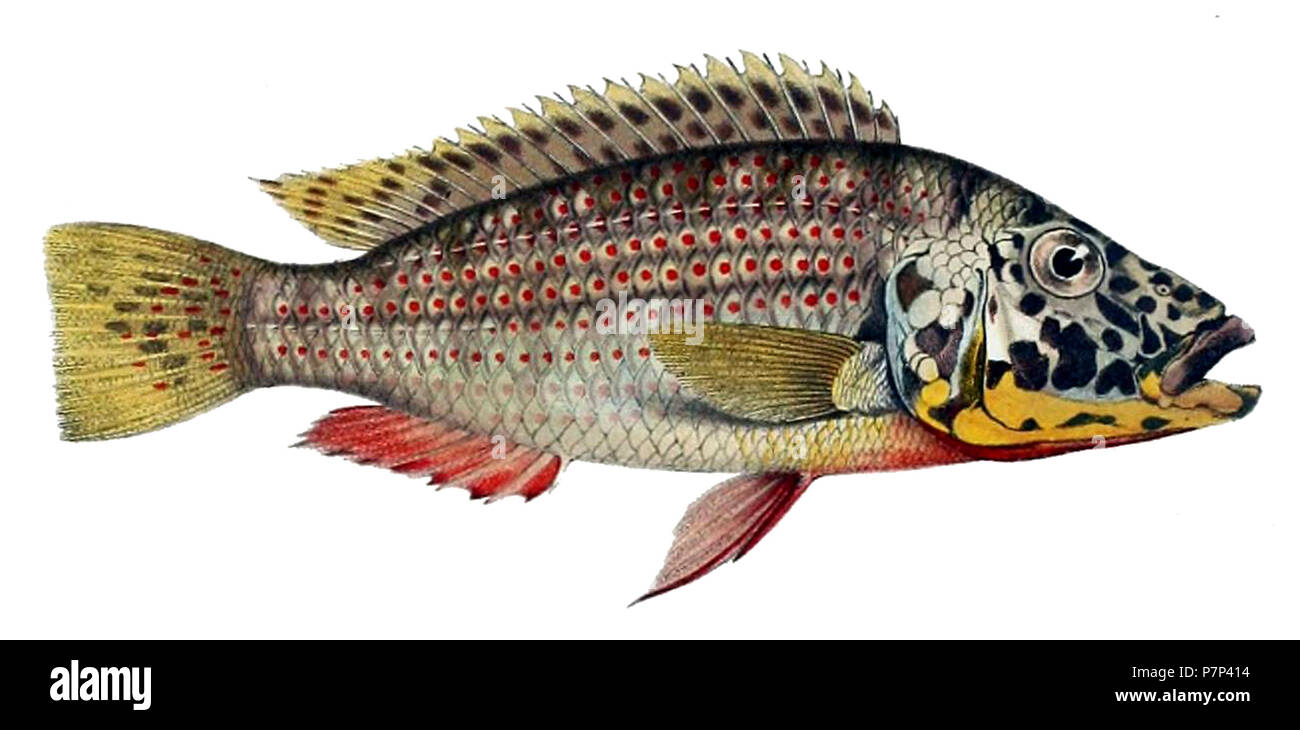 Ctenochromis horei . 1898 100 Ctenochromis horei Foto Stock