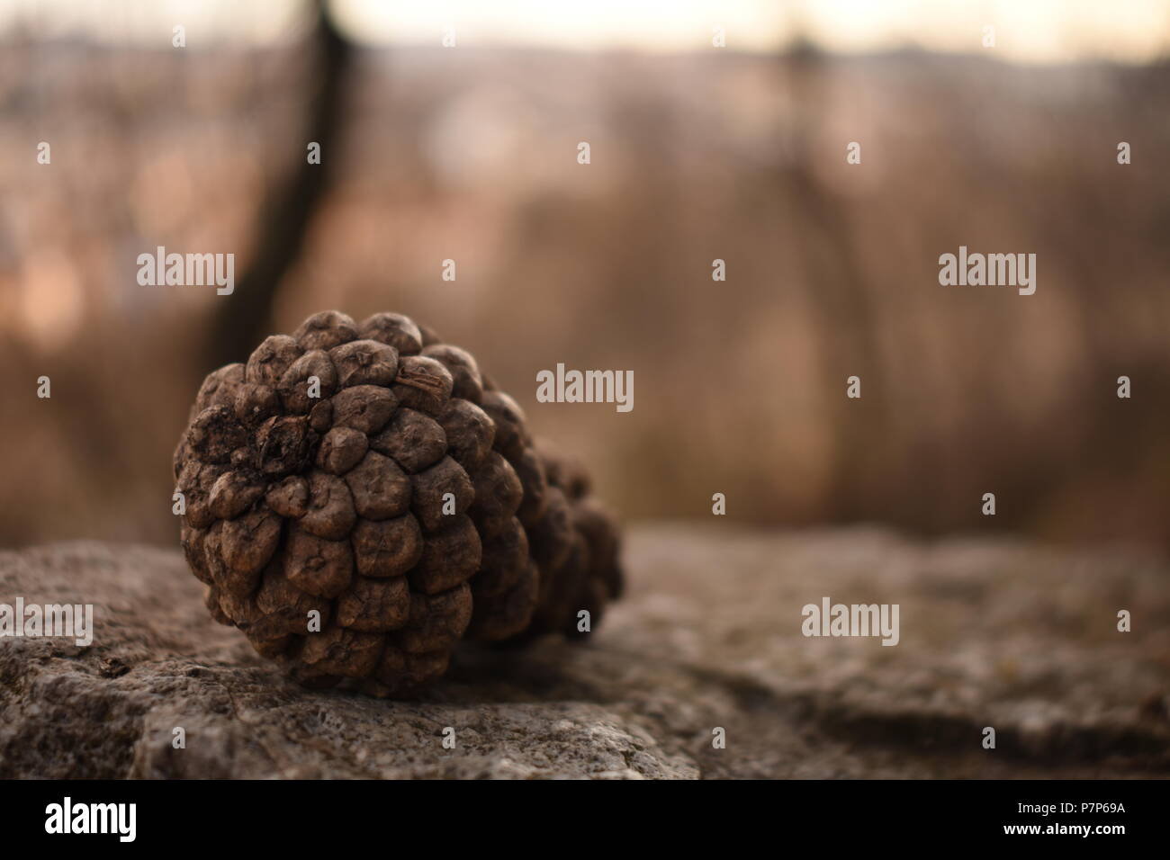 Cono sul muro di pietra in Cluj Napoca Foto Stock