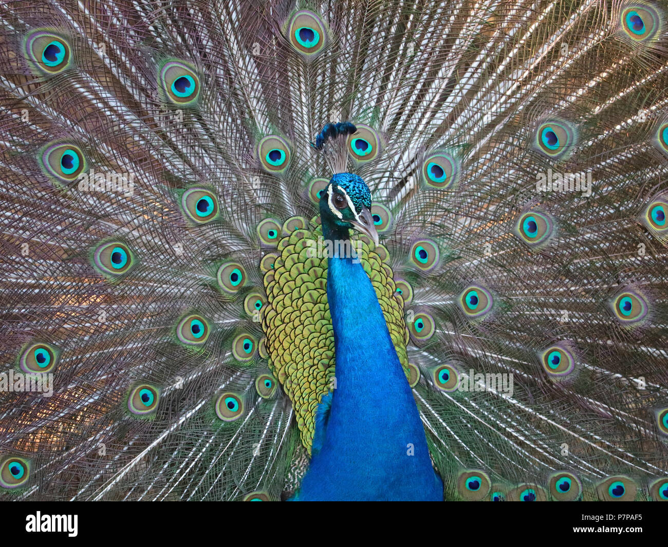 Close up di un pavone con le piume aperto Foto Stock