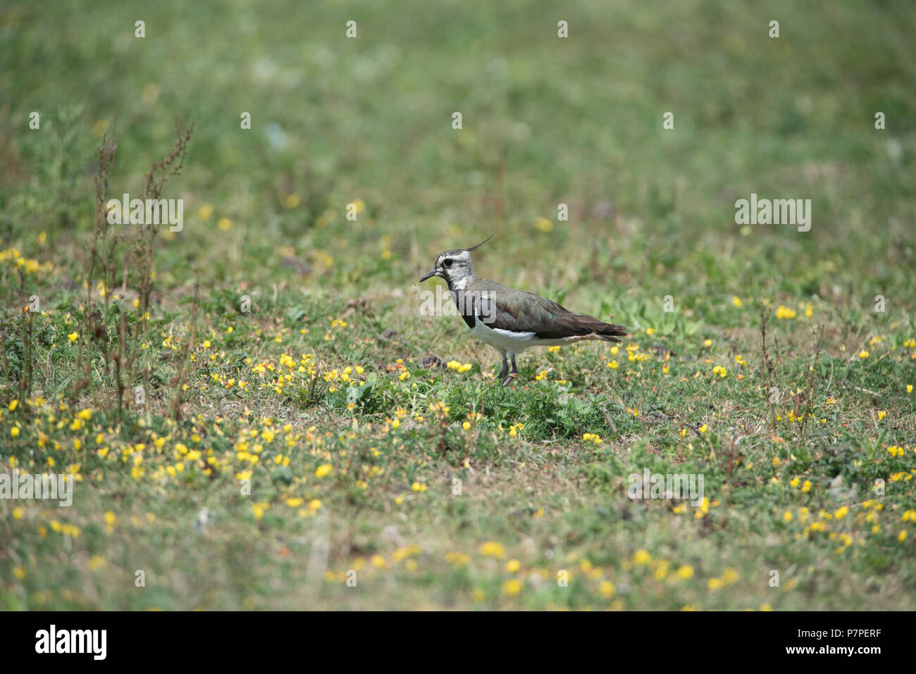 Uccelli selvatici in estate Leys LNR Foto Stock