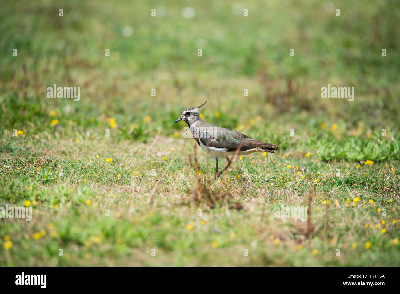 Uccelli selvatici in estate Leys LNR Foto Stock