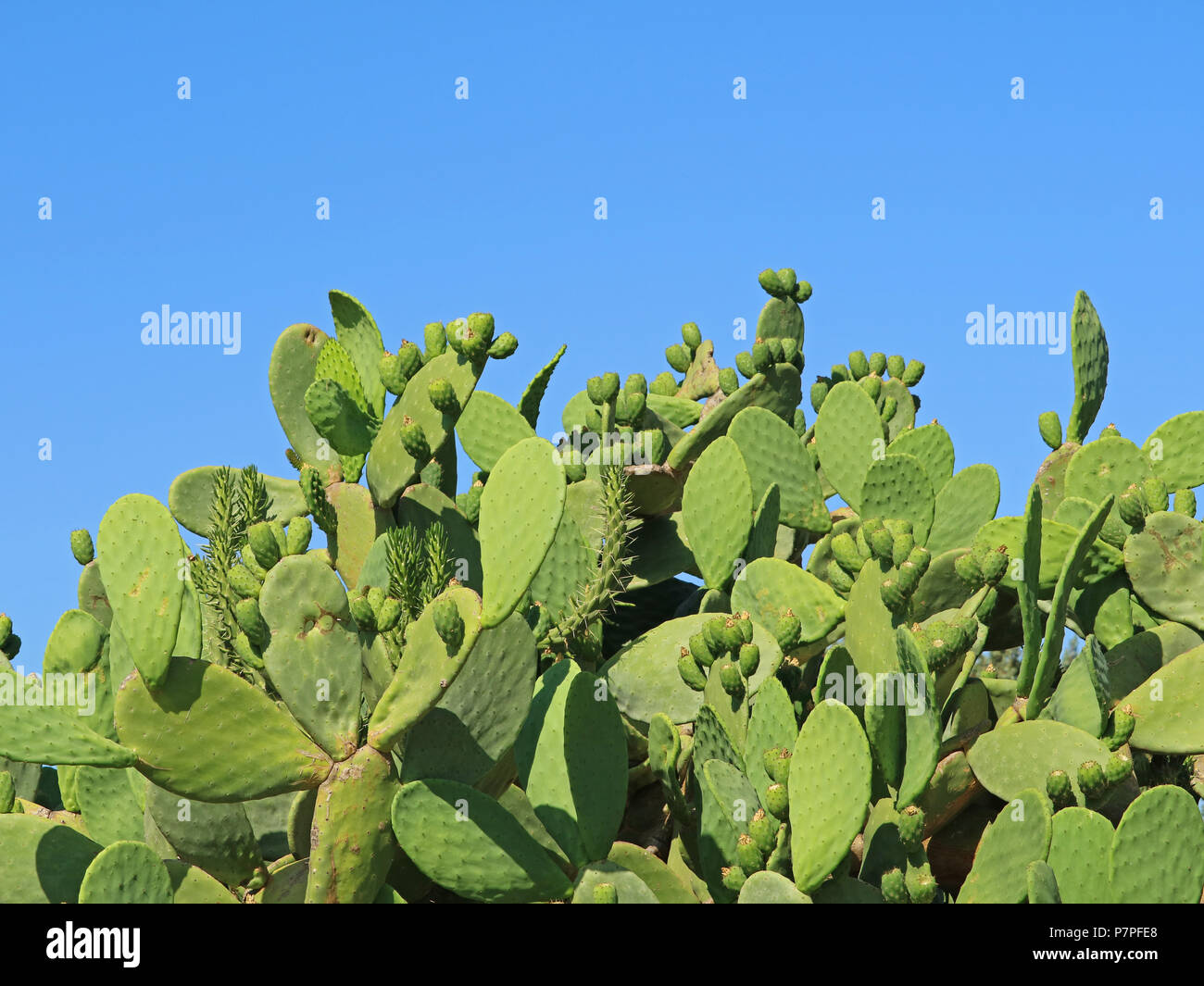 Ficodindia cactus con frutti di fronte blu cielo con spazio di copia Foto Stock