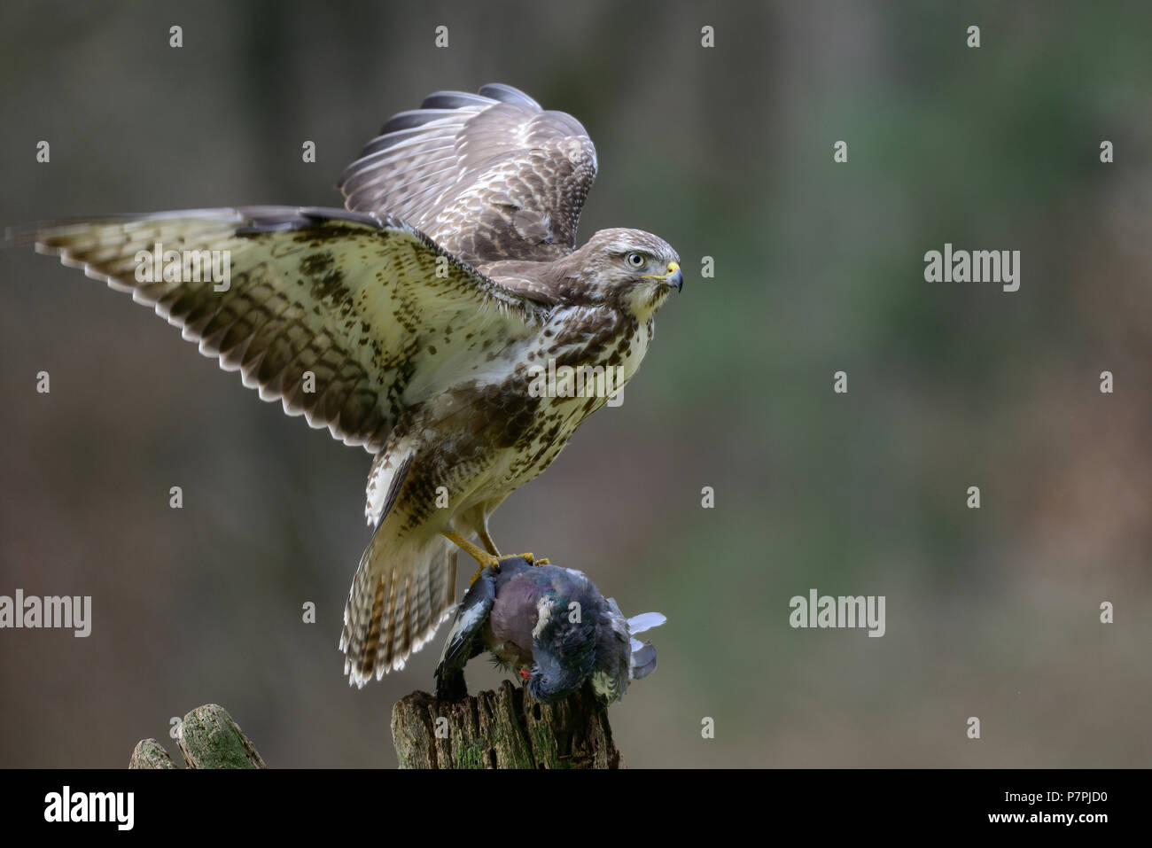 Comune poiana seduta con woodpigeon morto su di un legno, inverno, (Buteo buteo) Foto Stock