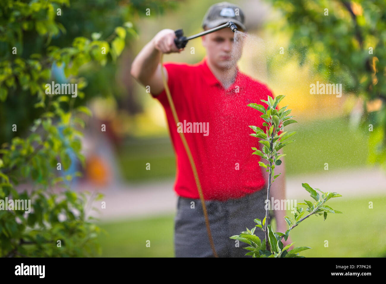 Giardiniere applicando un insetticida fertilizzante per il suo frutto arbusti, servendosi di uno spruzzatore Foto Stock