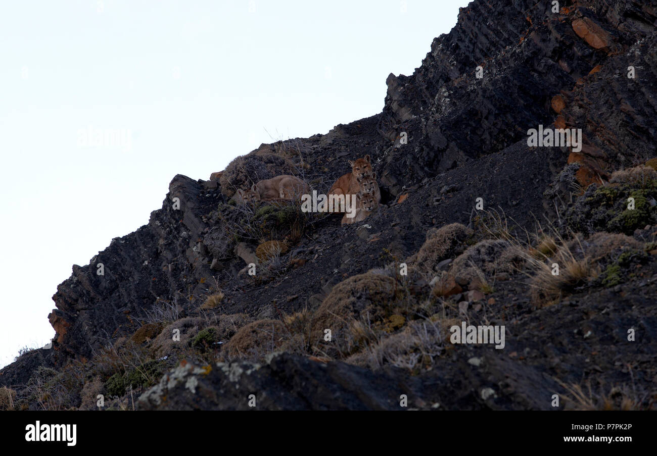 4 nasello di Patagonia Puma cubs in appoggio sulla parete di roccia, in attesa del ritorno del loro madre per condurli ad una carcassa di alimentazione Foto Stock