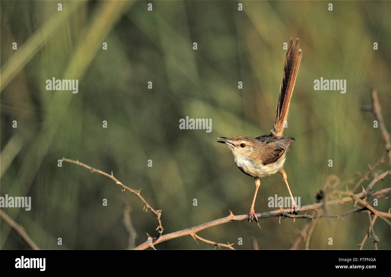 Prinia Ashy sul ramo Foto Stock