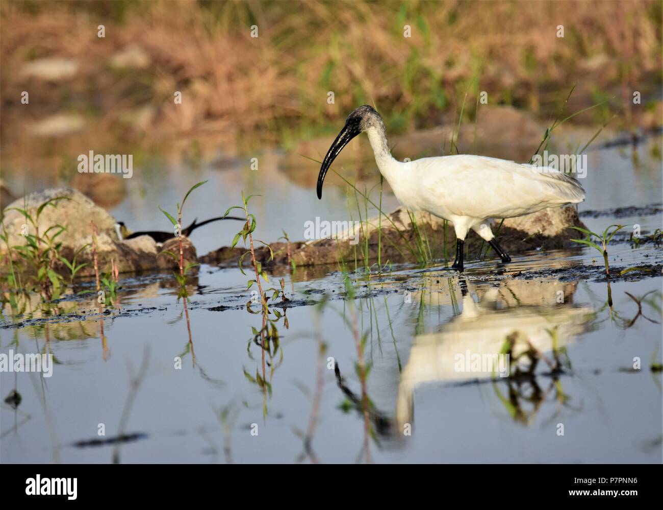 Testa nera IBIS IN TERRA di palude Foto Stock