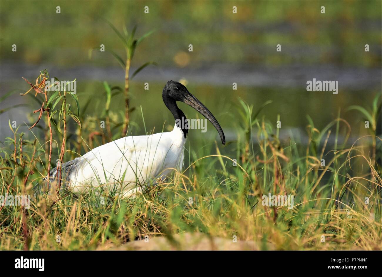 Testa nera IBIS IN TERRA di palude Foto Stock