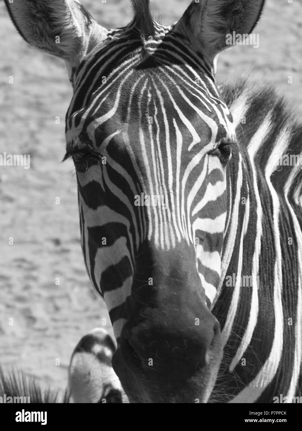 Gembok gemsbuk zebra deserto Kalahari zoo faccia strisce Foto Stock