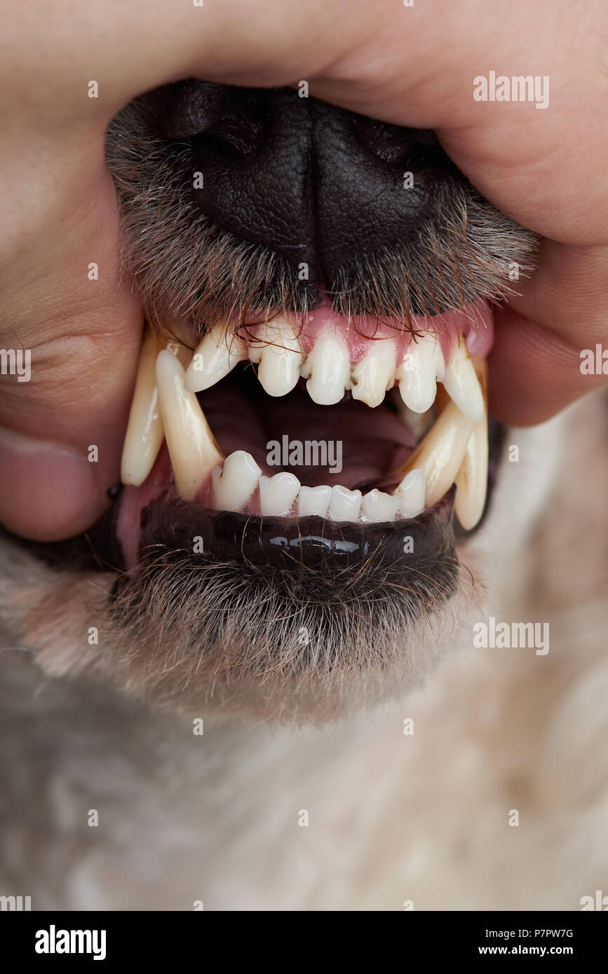 Aprire la bocca del cane con grandi denti. Mano che tiene il naso del cane Foto Stock