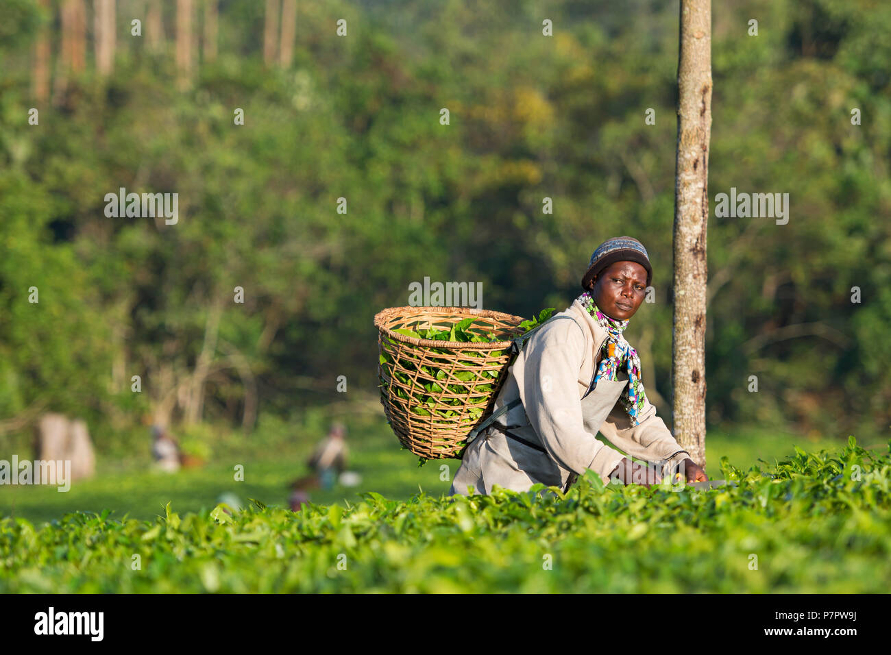 La raccolta del tè, Donna ugandese di raccolti di tè, raccogliendo le foglie di tè nella regione di Ankole, Uganda Foto Stock