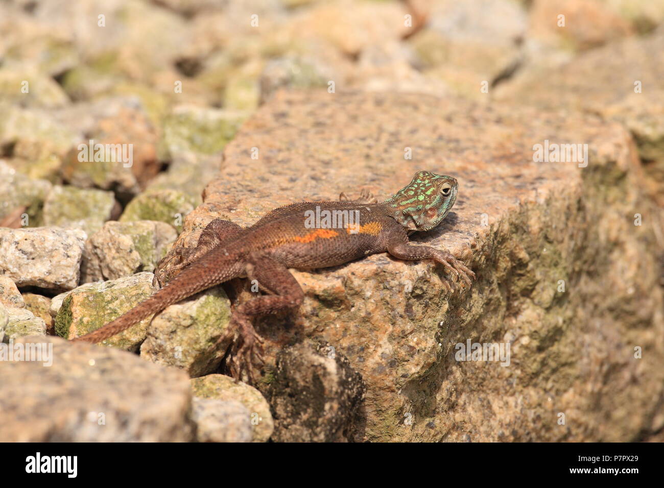 Il comune AGAMA SA, Red-headed rock AGAMA SA, o rainbow AGAMA SA (AGAMA AGAMA SA) in Ghana Foto Stock