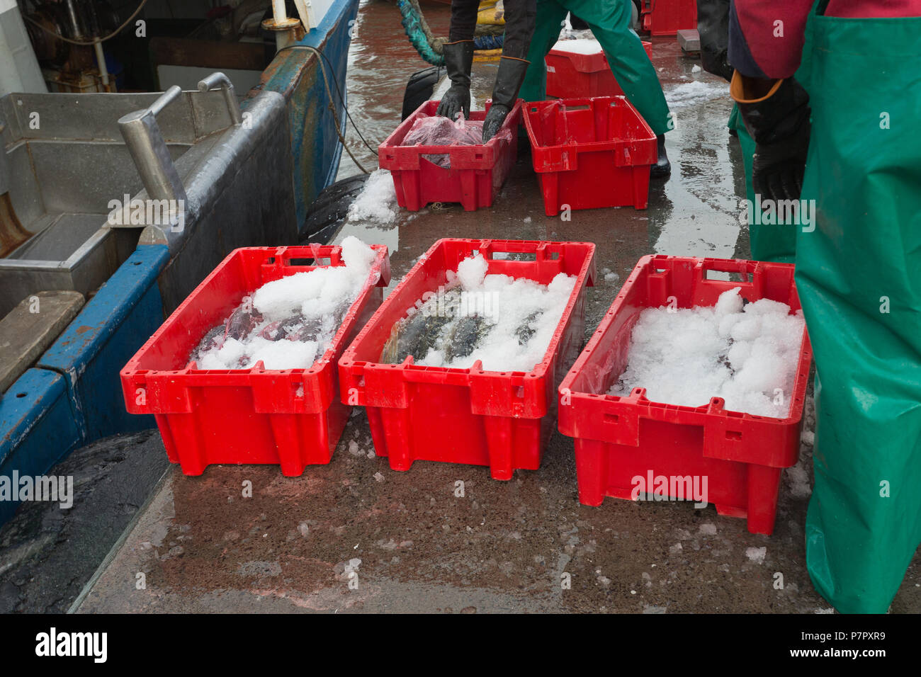 Sbarcati pesce fresco sormontato con ghiaccio tritato in casse di plastica che vengono scaricati da ormeggiate barche da pesca sul molo pronto per il trasporto, Hout Bay, Città del Capo Foto Stock