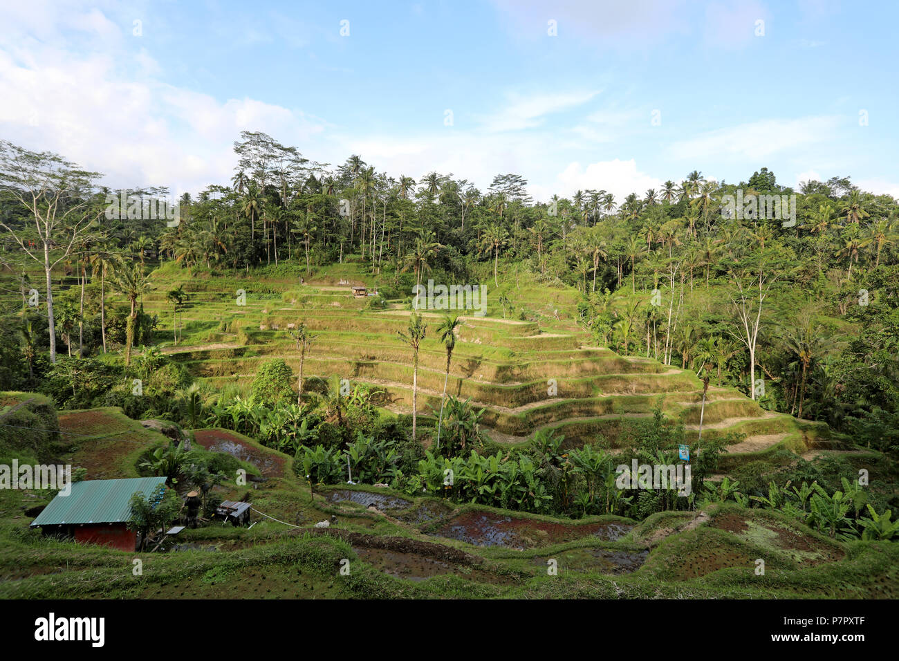 Ubud, Indonesia - 27 Giugno 2018: campi di riso nella periferia di Ubud, nel centro dell'isola di Bali. Foto Stock
