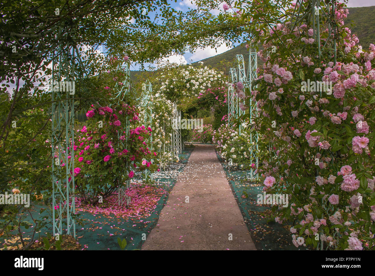 Splendido arco di rose nel romantico giardino Foto Stock