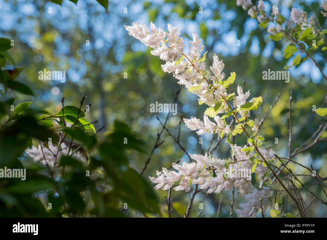 Il Giapponese andromeda, (Sarcococca japonica) giapponese sarcococca, Nana o Lilly-di-il-valle arbusto è una pianta nella famiglia di erica, Ericaceae, Foto Stock