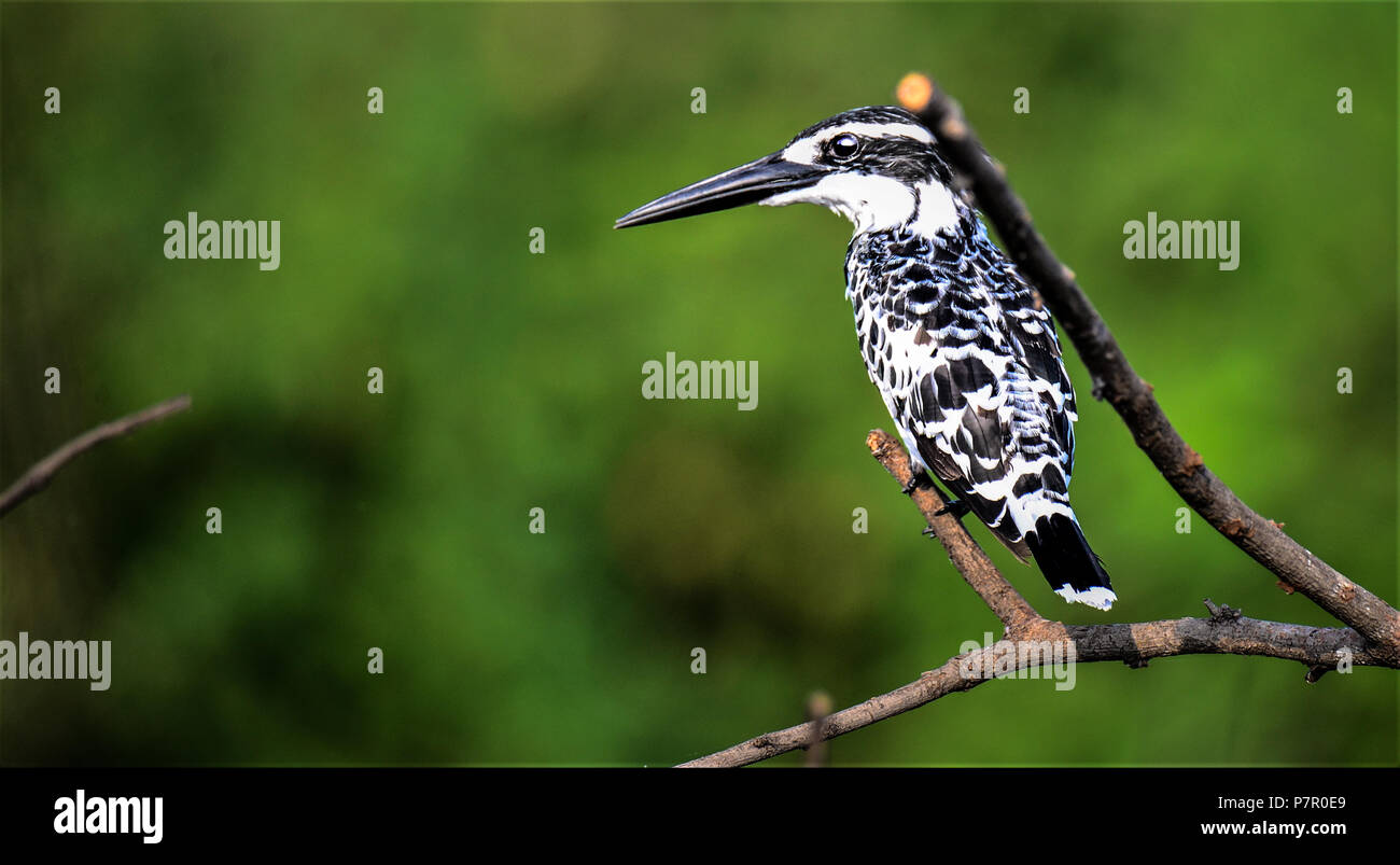 Pied Kingfisher in cerca di preda Foto Stock