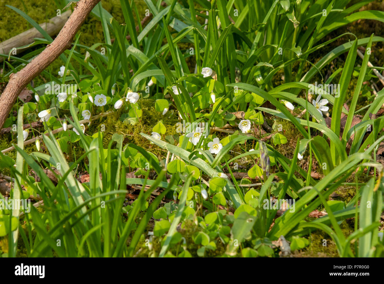 Wood sorrel fioritura nel bosco in primavera Foto Stock